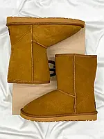 Женские ботинки UGG Classic Short Beige (Распродажа) угги