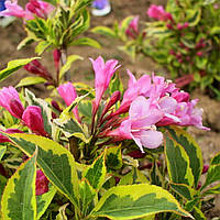 Саженцы Вейгелы цветущей Бригелла (Weigela florida Brigela) Р9