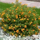 Саджанці Перстачу кущового Хоплейс Оранж (Potentilla fruticosa Hopleys Orange) Р9, фото 4