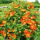 Саджанці Перстачу кущового Хоплейс Оранж (Potentilla fruticosa Hopleys Orange) Р9, фото 2