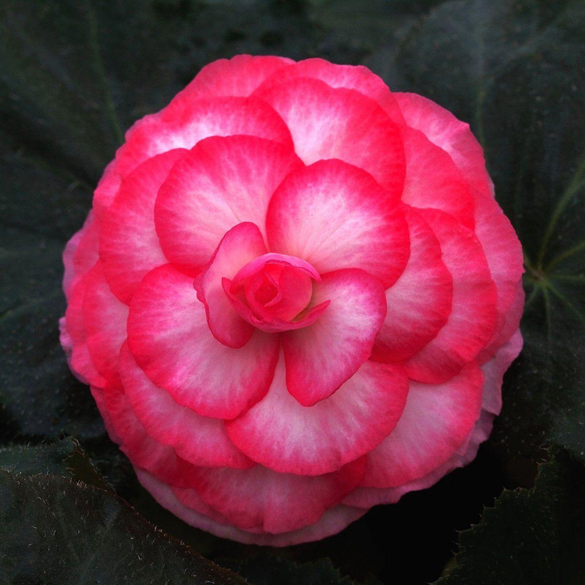 Бегонія махрова Камелия 6+, фото 1