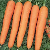 Віта Лонга насіння моркви Bejo 1 г