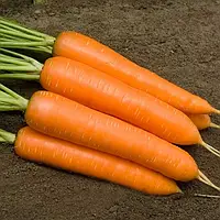Каротан насіння моркви Rijk Zwaan 1 г