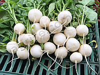 Семена белого редиса Вайтелла F1 (Vaitella F1) Hazera 10000 калб 3,0-3,2