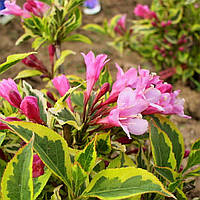 Саджанці Вейгели квітучої Брігелла (Weigela florida Brigela) Р9