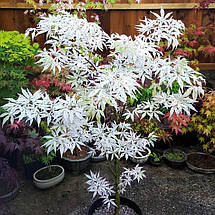 Клен японський Юкігімо / h 40-60 / Acer palmatum Ukigumo, фото 2
