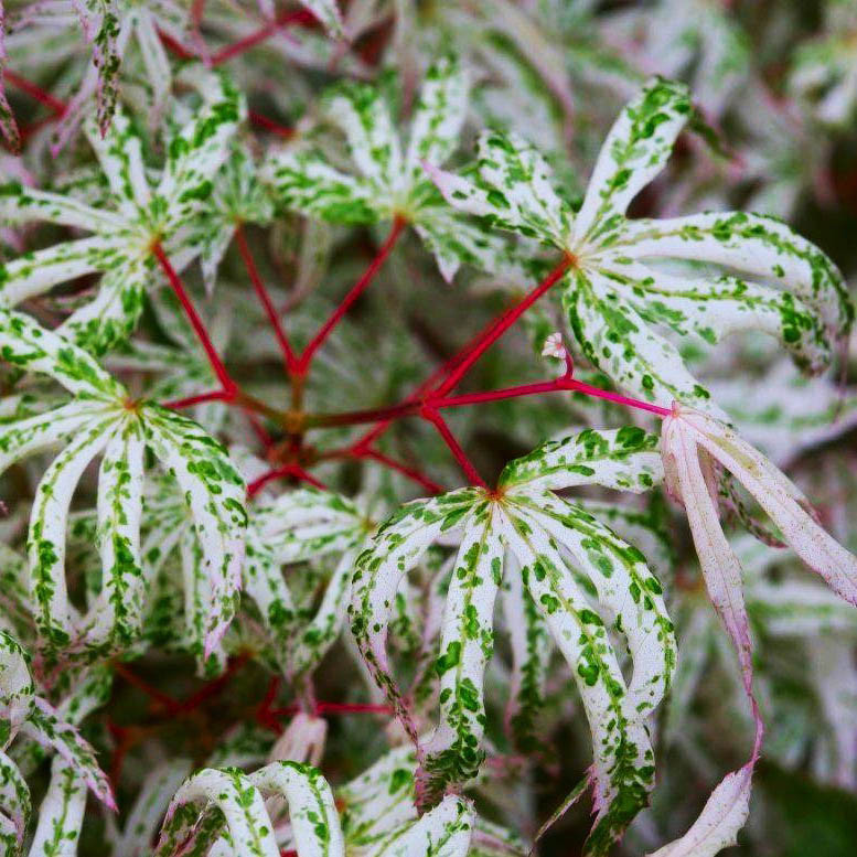 Клен японський Юкігімо / h 40-60 / Acer palmatum Ukigumo