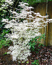 Клен японський Юкігімо / h 40-60 / Acer palmatum Ukigumo, фото 3