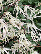 Клен японський Юкігімо / h 40-60 / Acer palmatum Ukigumo, фото 4