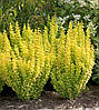 Барбарис тунберга Голден Торч / Berberis thunbergii Golden Torch, фото 3