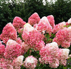 Гортензія волотиста Living Pink and Rose 2 річна, Гортензия метельчатая Пинк энд Роуз, Hydrangea paniculata, фото 3