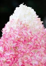 Гортензія волотиста Living Pink and Rose 2 річна, Гортензия метельчатая Пинк энд Роуз, Hydrangea paniculata, фото 4