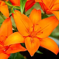 Лилия Orange Summer Азиатский гибрид Оранжевый Луковицы 1шт. Florium