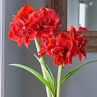 Амариллис Red Torro Махровый Красный Луковицы 1шт. Florium