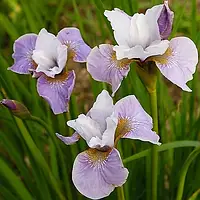 Ирис Sibirica Pleasures Of May Сибирский Белый, Фиолетовый Саженцы 1шт. Florium