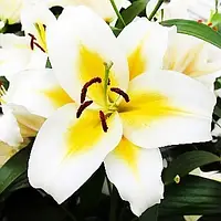 Лілія Budlight Ароматна Білий, бежевий, кремовий, Жовтий Луковиці 1 шт. Florium