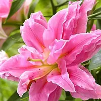 Лилия Younigue Розовый 1шт. Florium