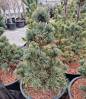 Сосна японская Бергман / h 50-60 / Pinus parviflora Bergman