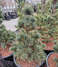 Сосна японська Бергман​​​​ / h 50-60 / Pinus parviflora Bergman