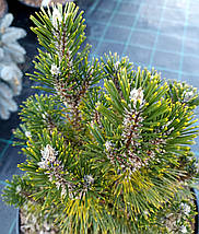Сосна чорна Річард / С20 / h 40 / Pinus nigra Richard, фото 2