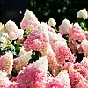 Гортензія волотиста Strawberry Blossom 2 річна, Гортензия метельчатая Строберри Блоссом, Hydrangea paniculata, фото 9