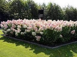Гортензія волотиста Living Summer Love 2 річна, Гортензия метельчатая Саммер Лав, Hydrangea paniculata Summer, фото 6