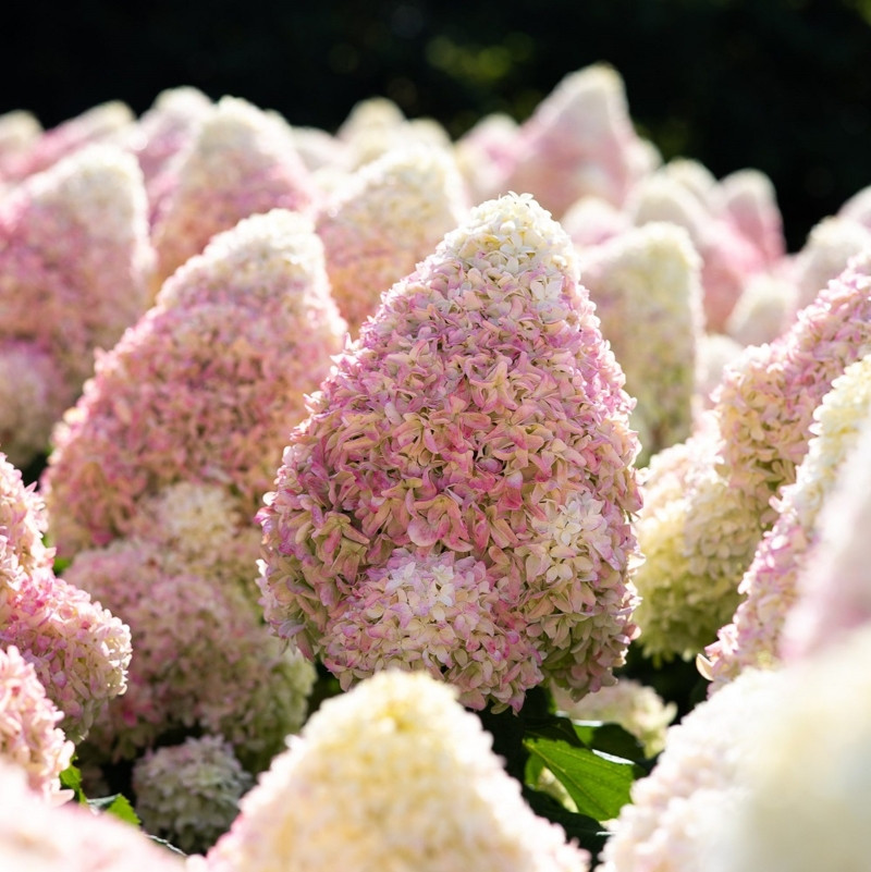 Гортензія волотиста Living Summer Love 2 річна, Гортензия метельчатая Саммер Лав, Hydrangea paniculata Summer
