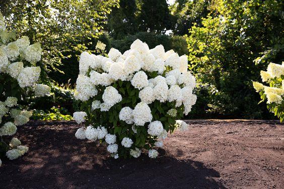 Гортензія волотиста Living Summer Snow 2 річна, Гортензия метельчатая Саммер Сноу, Hydrangea paniculata Summer