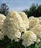 Гортензія волотиста Living Summer Snow 2 річна, Гортензия метельчатая Саммер Сноу, Hydrangea paniculata Summer, фото 9