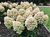Гортензія волотиста Living Summer Snow 2 річна, Гортензия метельчатая Саммер Сноу, Hydrangea paniculata Summer, фото 7