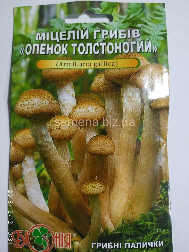 Міцелій Грибі Опеньок товстоногий 5 п Біонія, фото 1