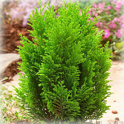 Кипарисовики