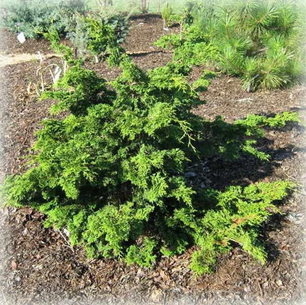 Кипарисовик тупий Орегон Крестед (Oregon Crested), фото 1