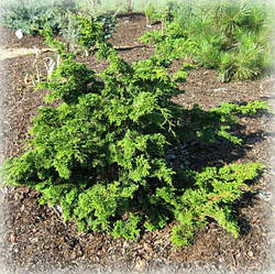 Кипарисовик тупий Орегон Крестед (Oregon Crested)