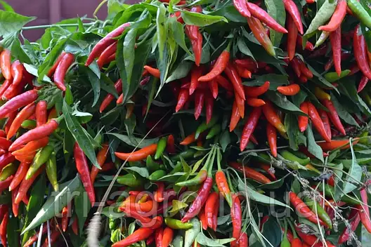 Перець гострий Хай Флай F1 10шт (Проф.Нас), фото 2