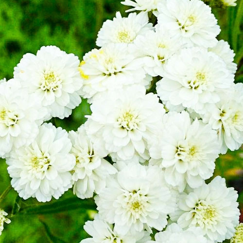 Насіння квітів Деревій тисячолистник Білі перлини  багаторічник- (0,1г) ЕлітСорт