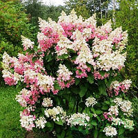 Гортензия метельчатая Конфети (Hydrangea paniculata `Confetti`) конт. 5л