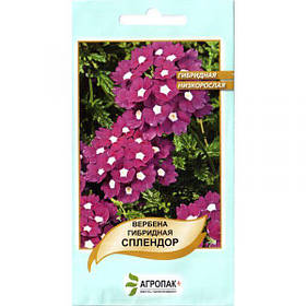 Насіння вербени "Сплендор" (0,1 г) від Legutko, Польща