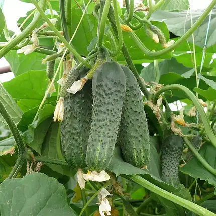 Насіння огірка ЗКІ 104 / ZKI 104 F1, 1000 насінин — партенокарпічний огірок, Lark Seeds, дійсний до 10.19, УЦІНКА, фото 1