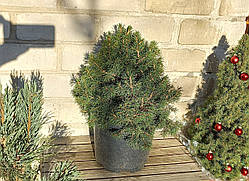 Ялина звичайна 'Томпа'/ Picea abies ‘Tompa’, С5 (5л), 7 років