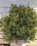 Ялина звичайна 'Томпа'/ Picea abies ‘Tompa’, С5 (5л), 7 років, фото 2