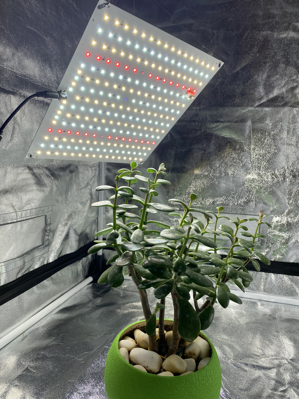 Фітолампа для рослин. 80W 210LED Повний спектр. (Фитолампа. Гроубокс. Теплиця Парник Зелень) Soled.in.ua