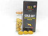 Gold ant золотий мураха, фото 4