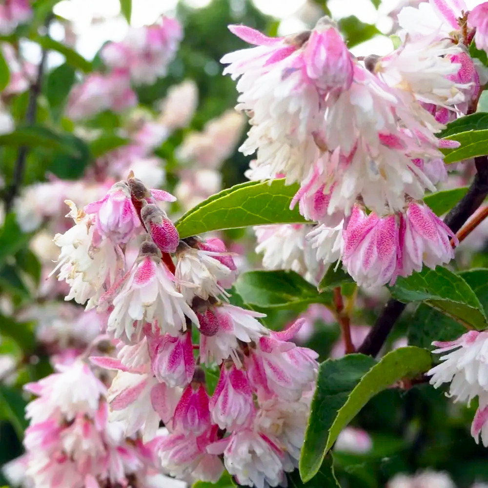 Саджанці Дейції шорсткої Розеа Плена (Deutzia Rosea Plen) Р9