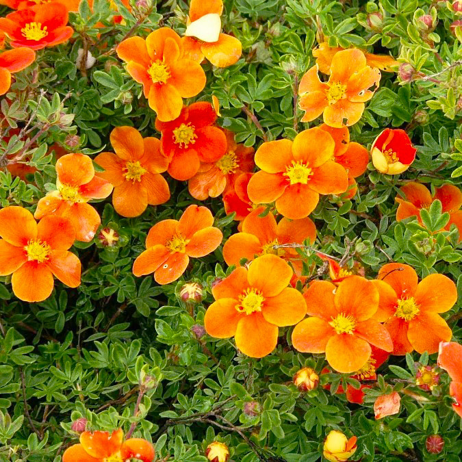 Саджанці Перстачу кущового Хоплейс Оранж (Potentilla fruticosa Hopleys Orange) Р9