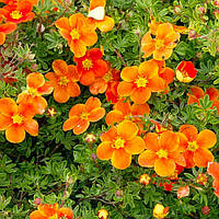 Саженцы Лапчатки кустарниковой Хоплейс Оранж (Potentilla fruticosa Hopleys Orange) Р9