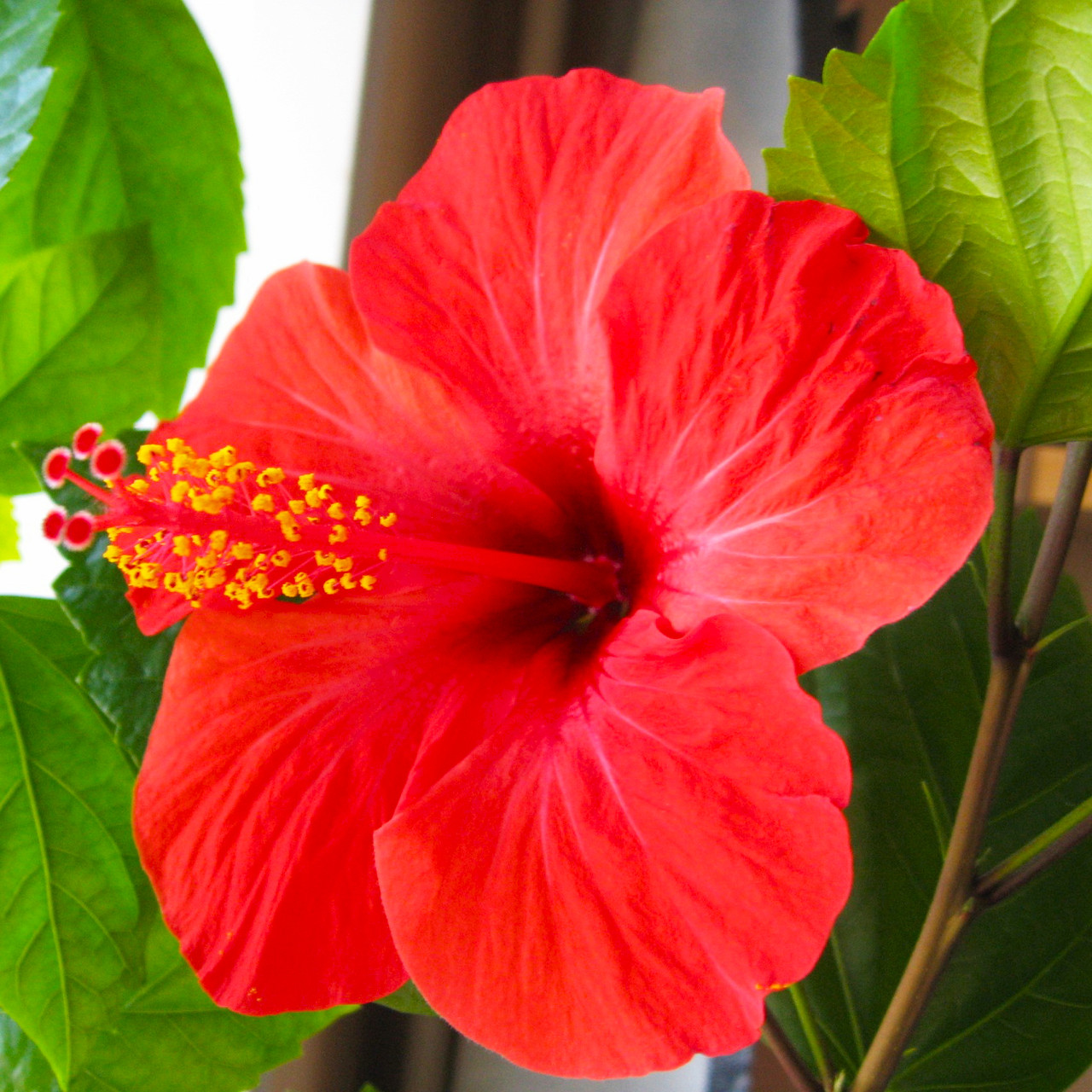 Саджанці Гібіскуса сирійського Червоний (Hibiscus Syriacus Red Terry) Р9