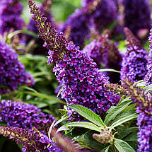 Будлея давида Літл Пурпл / Р9 / Buddleja davidii Little Purple, фото 2