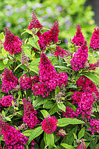 Будлея давида Літл Рубі / С3 / Buddleja davidii Little Ruby, фото 5