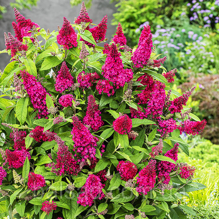 Будлея давида Літл Рубі / Р12 / Buddleja davidii Little Ruby